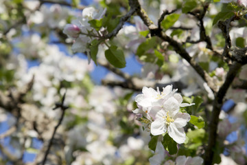 frühling in oberbayern