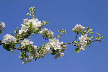 Obraz premium frühling in oberbayern