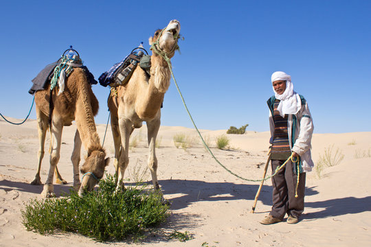 Sahara : Dromadaires mangeant un arbuste