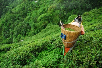 Selbstklebende Fototapete Indien Teepflücker mit Korb in Darjeelin