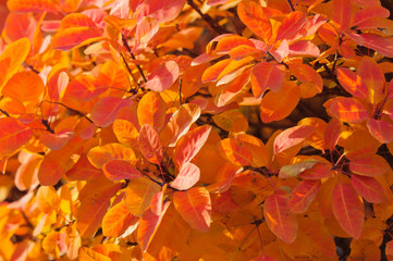 Orange leaves
