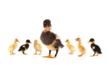 The black small duckling