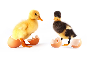 Two yellow small duck with eggs