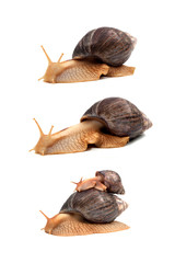 Snail