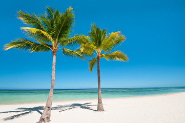 Fototapeta na wymiar Palms and beach on tropical island