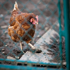 Closeup of a hen in a farmyard (Gallus gallus domesticus)