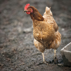 Closeup of a hen in a farmyard (Gallus gallus domesticus)