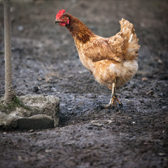 Closeup of a hen in a farmyard (Gallus gallus domesticus)