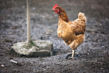 Closeup of a hen in a farmyard (Gallus gallus domesticus)