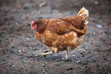 Closeup of a hen in a farmyard (Gallus gallus domesticus)