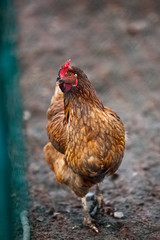 Closeup of a hen in a farmyard (Gallus gallus domesticus)