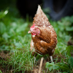 Closeup of a hen in a farmyard (Gallus gallus domesticus)