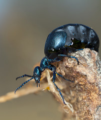 Extreme close-up of a oil beetle / Meloe violaceus