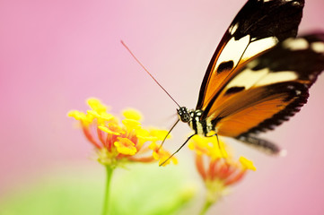 Tiger Longwing Butterfly (Heliconi Hecale)