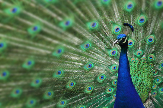 peacock with nice feathers
