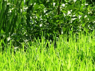 green grass in the nature