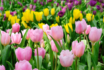 Beautiful spring tulip flowers.