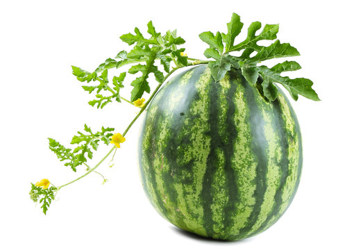 The watermelon