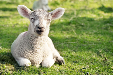 Obraz premium Adorable lamb