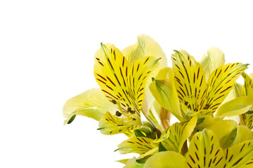 alstroemeria flowers