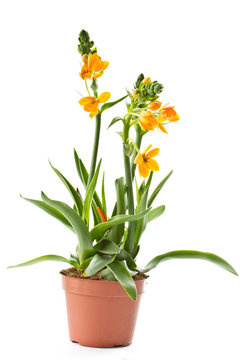 Fototapeta Ornithogalum Dubium