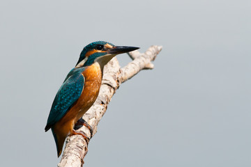 common kingfisher sitting on a branch (Alcedo atthis)