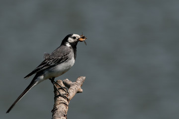 Obraz premium Wagtail on a twig with insects in its beak