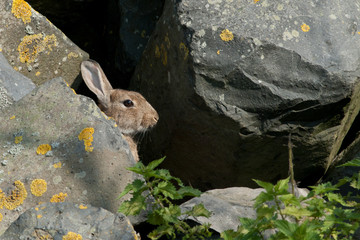European wild rabbit hiding behind a rock