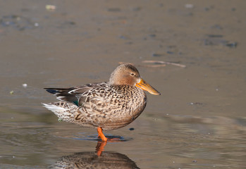 Female Northern Shoveler (Anas clypeata)