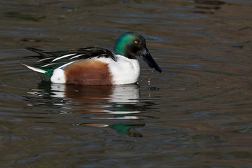 Male Northern Shoveler (Anas clypeata) in water