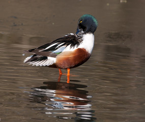 Male Northern Shoveler (Anas clypeata) cleaning feathers