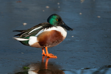 Male Northern Shoveler (Anas clypeata) standing on ice