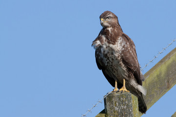Buzzard (buteo buteo) on a post