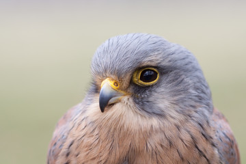 Kestrel portrait