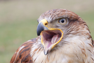 Portrait of a Long-legged Buzzard with open beak