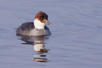 Female smew in a lake