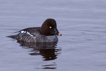 Female goldeneye in a lake