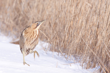 Bittern in snow