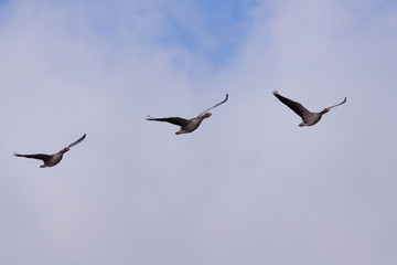 Brent goose (Branta bernicla) in flight