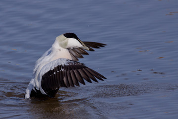 Eider stretching in water