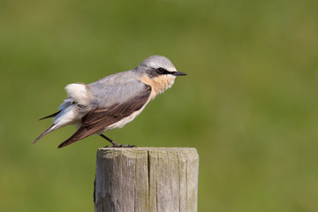 Wheatear stretching on a post