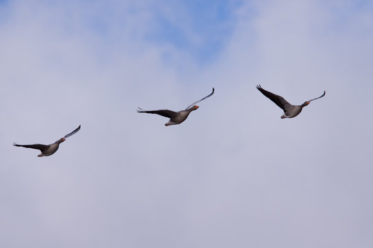 Brent goose (Branta bernicla) in flight