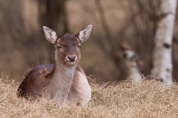 A fallow-deer is resting in the grass
