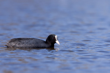 A coot swimming in a lake