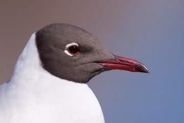 Black headed gull portrait against a brown and blue background