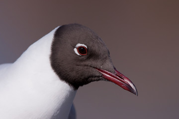Black headed gull portrait