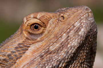 Bearded dragon portrait