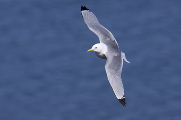 Kittiwake in flight