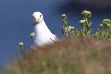 Kittiwake with nesting material on a cliff