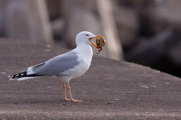 A gull with a crab in its beak